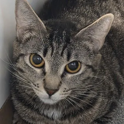 An adult medium-sized female Domestic Short Hair cat named Lucy for adoption in Voorhees, NJ