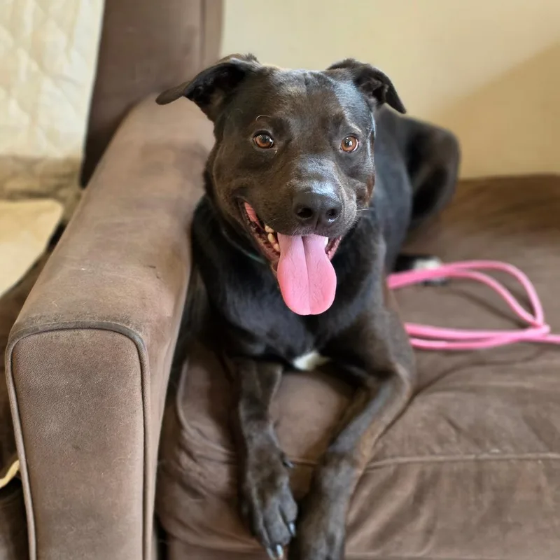 An adult medium-sized male Black Labrador Retriever dog named Jeffrey for adoption in Easton, PA