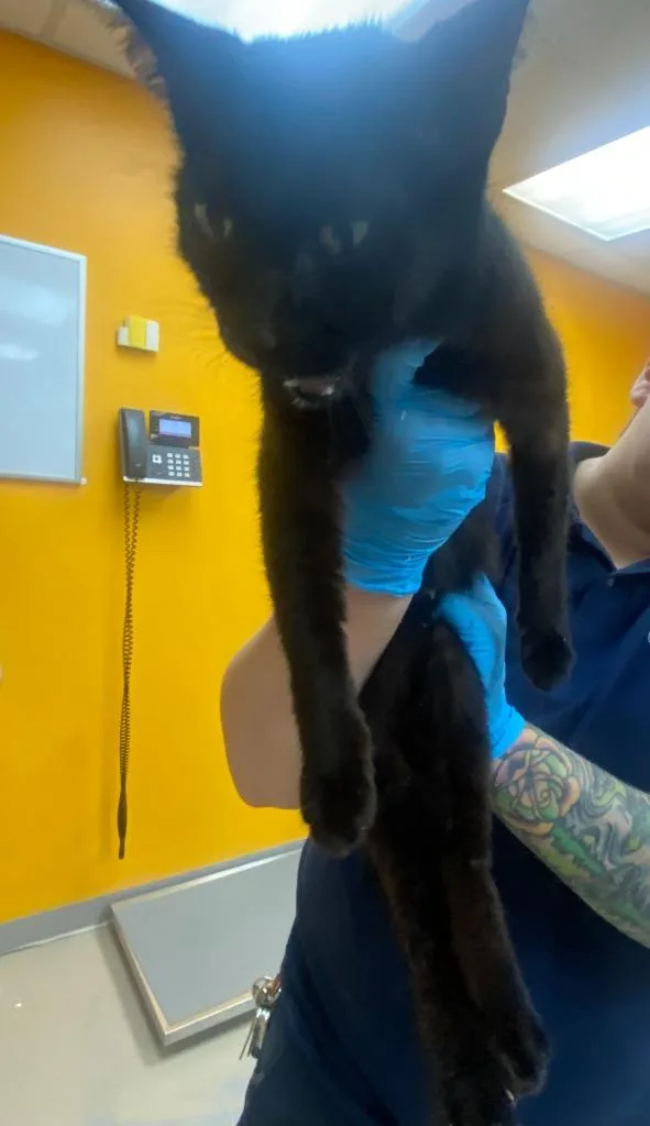 A young medium-sized female Domestic Short Hair cat named Ruby for adoption in Bryant, AR