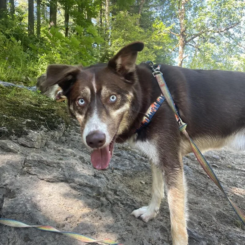 An adult medium-sized male Brown / Chocolate Husky dog named Leo for adoption in Bellingham, WA