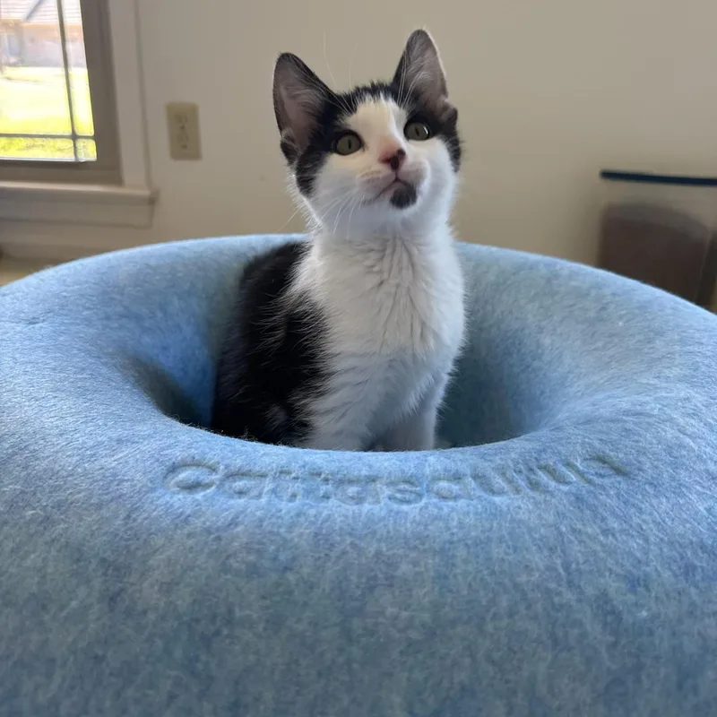 Gizmo  Only  thumbnail 2