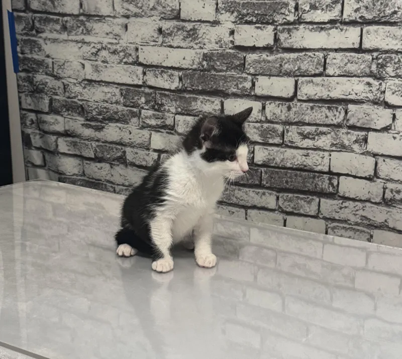 Gizmo  Only  thumbnail 4