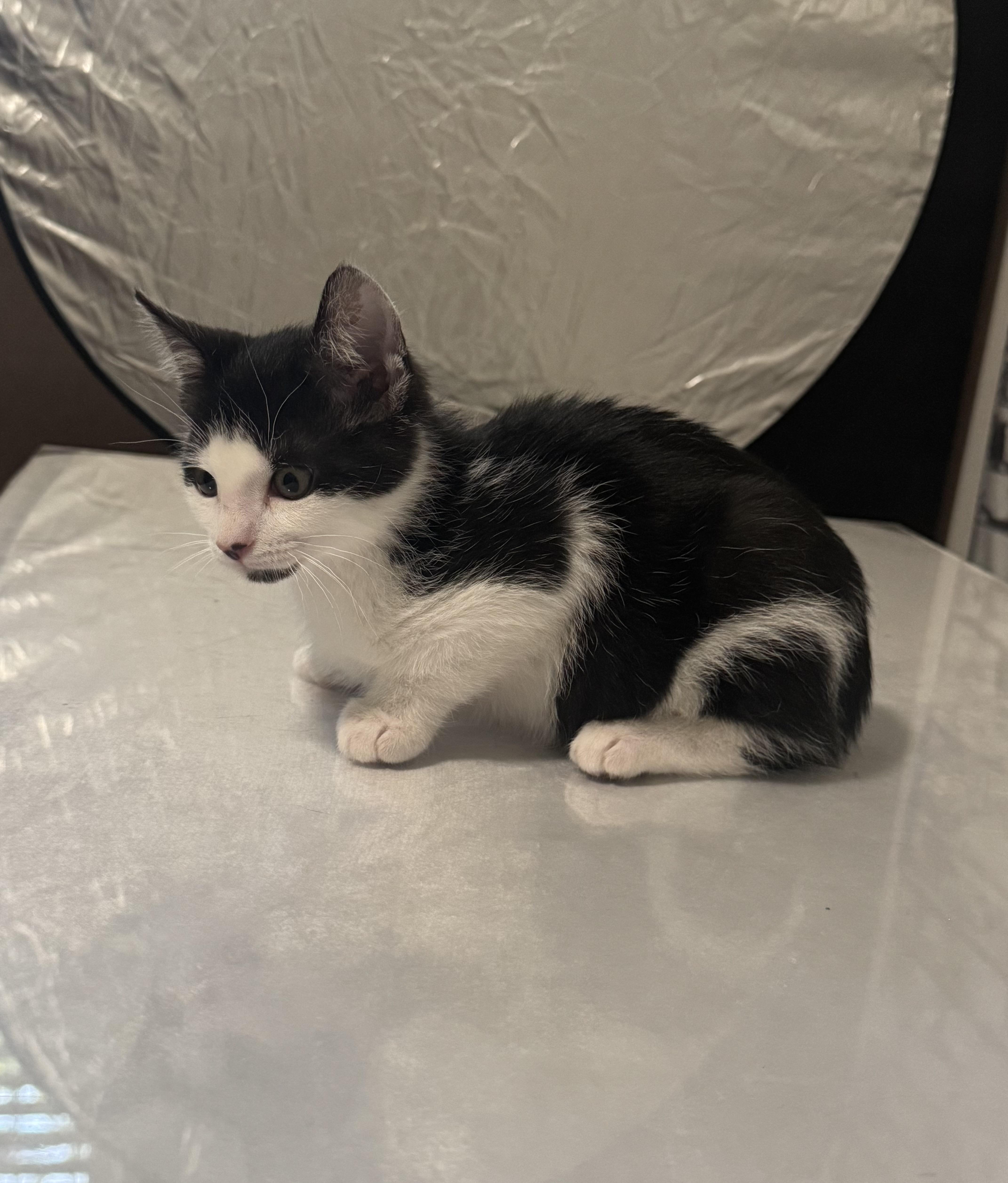 Gizmo  Only  thumbnail 5