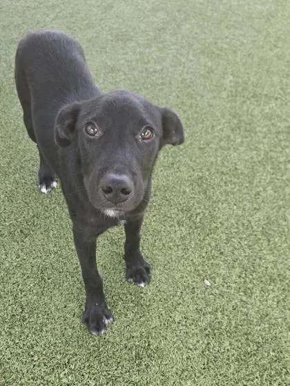 A young medium-sized male Labrador Retriever dog named Tobias for adoption in Daphne, AL