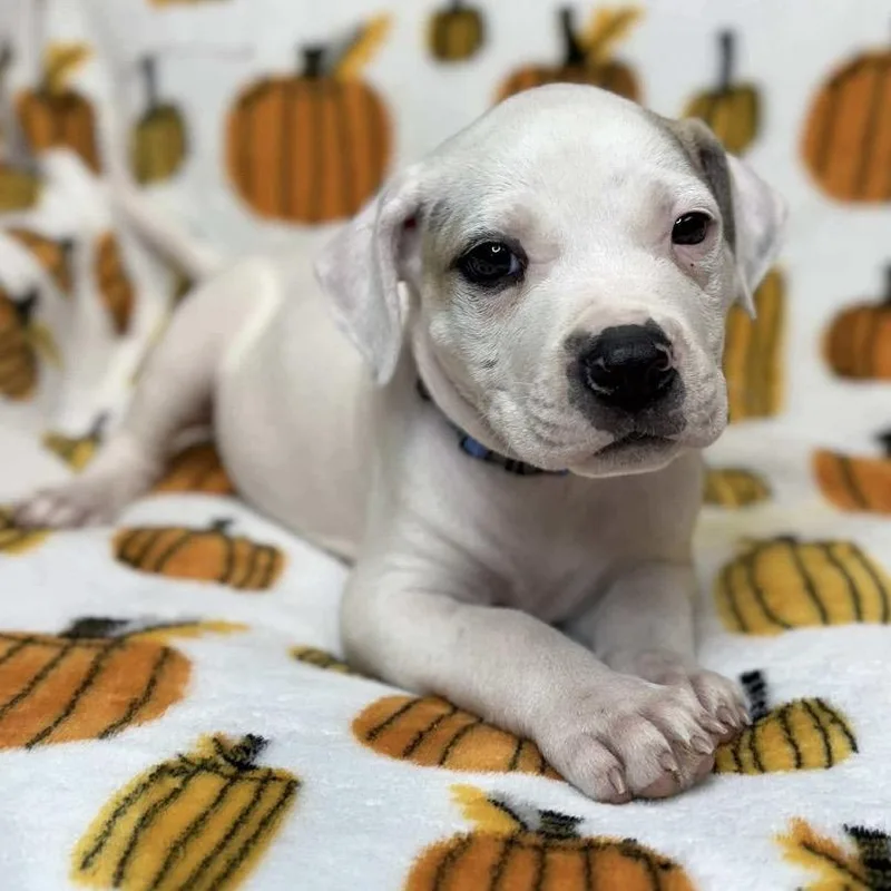 Ethan Allen thumbnail 2