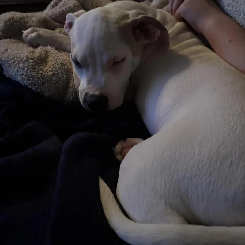 Ethan Allen thumbnail 6