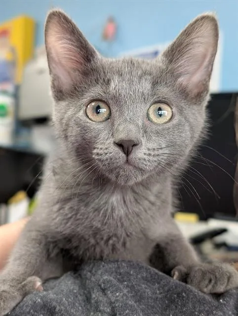 A baby small-sized female Domestic Short Hair cat named Heirloom for adoption in Canfield, OH