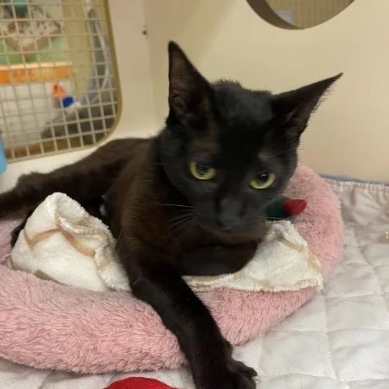 A baby medium-sized female Black American Shorthair cat named Duchess for adoption in Richardson, TX