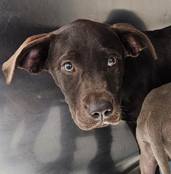 A baby small-sized female Labrador Retriever dog named Hoagie for adoption in Mobile, AL