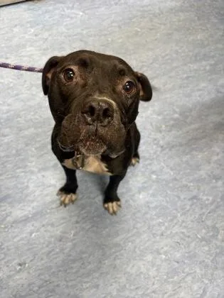 An adult medium-sized female Black Mixed Breed dog named Ballerina for adoption in Charleston, SC