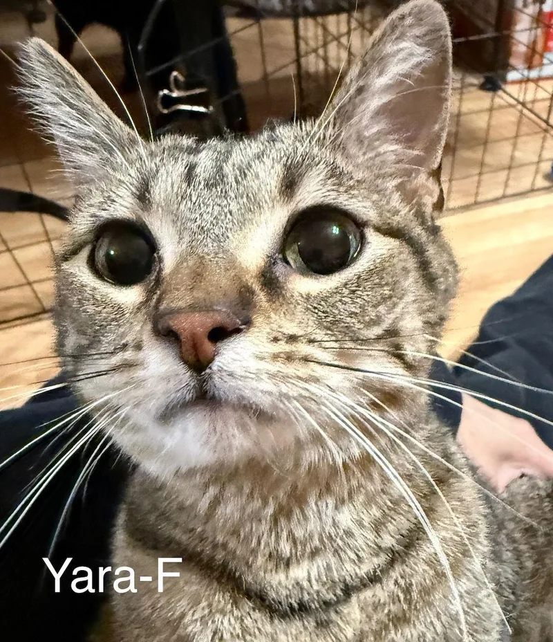 Cat Yara