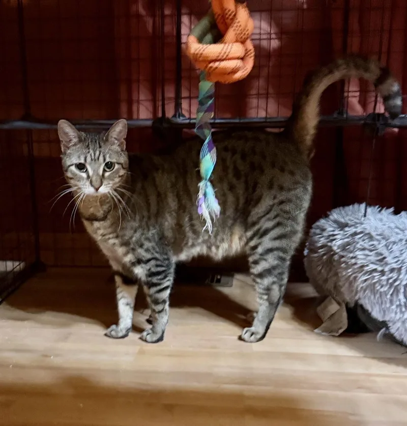 Cat  Yara thumbnail 2