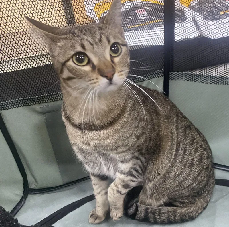 Cat  Yara thumbnail 3