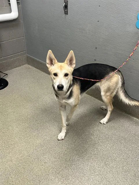 A young large-sized female German Shepherd Dog dog named Honeycomb for adoption in Las Vegas, NV