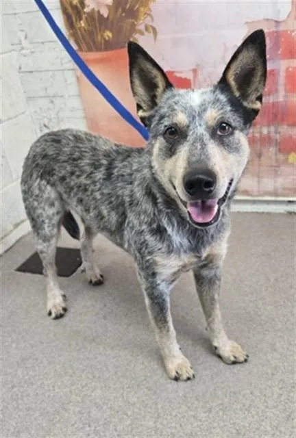 An adult medium-sized male Australian Cattle Dog / Blue Heeler dog named Theo for adoption in San Bernardino, CA