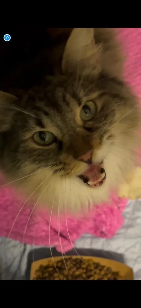 An adult medium-sized female Domestic Long Hair cat named Mela Orchard for adoption in Mount Laurel, NJ