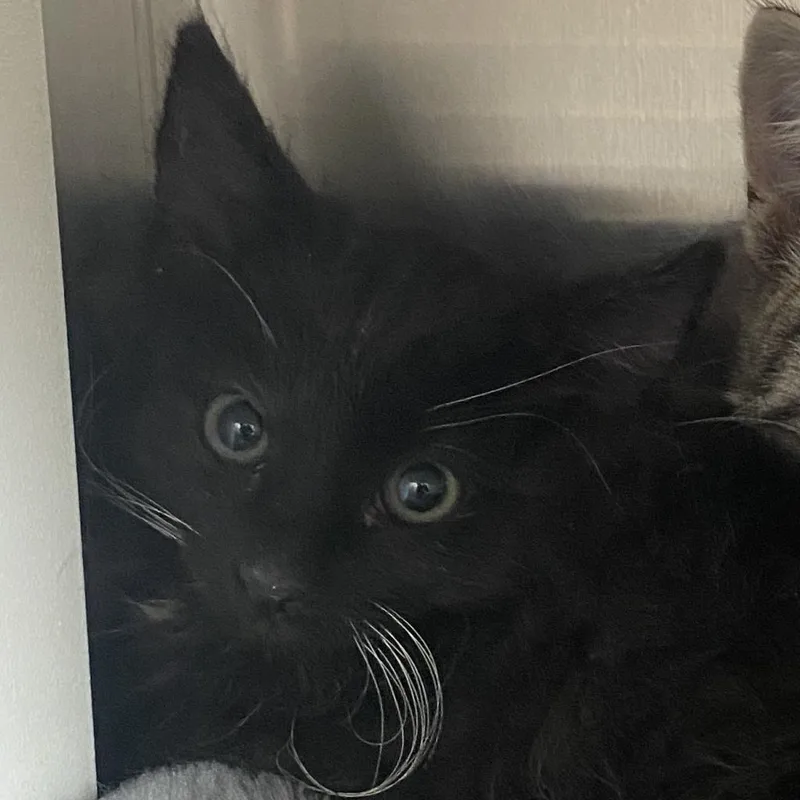 An adult medium-sized female Black Domestic Short Hair cat named Everest for adoption in Cedaredge, CO