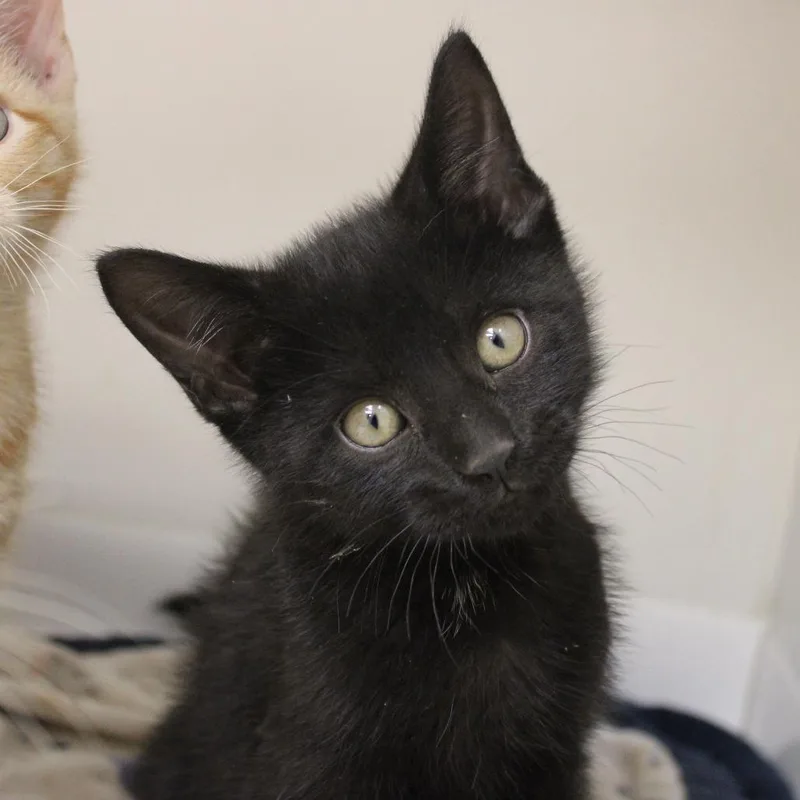 A baby small-sized male Black Domestic Short Hair cat named Olive for adoption in Champaign, IL