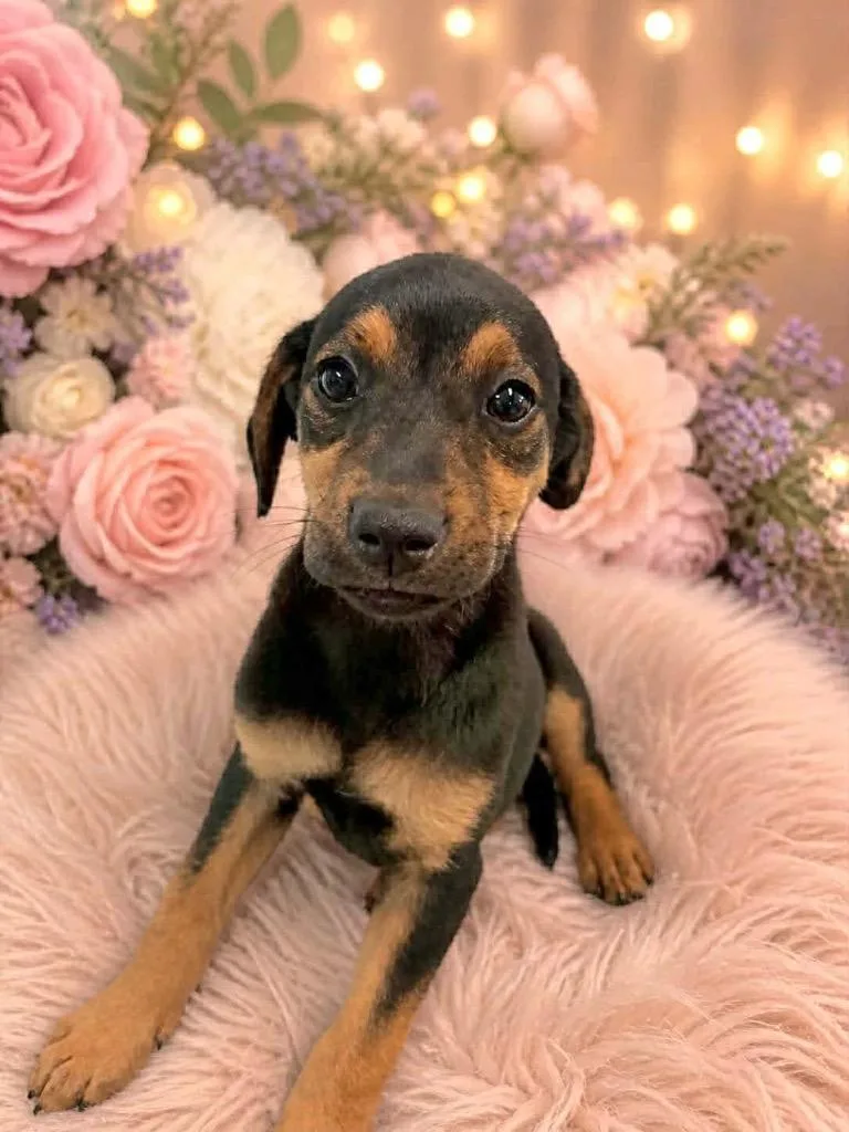 Emmylou