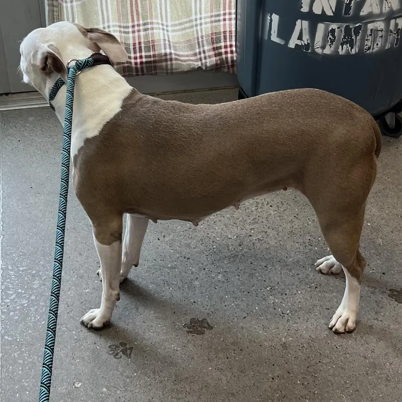 An adult medium-sized female White / Cream Mixed Breed dog named Precious for adoption in Las Cruces, NM