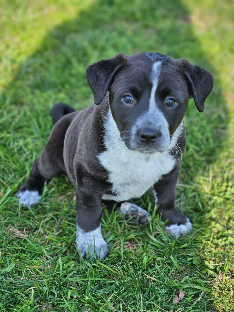 A baby large-sized female Labrador Retriever dog named Chyna for adoption in Berlin, NJ