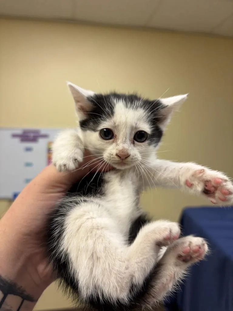 A baby medium-sized female Domestic Short Hair cat named Pantera for adoption in Florence, SC