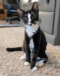 Arnold PAWmer thumbnail 2
