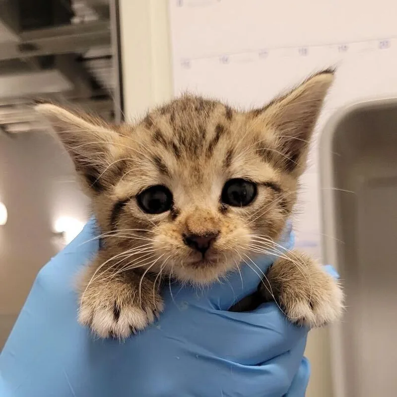 A baby small-sized female Brown / Chocolate Domestic Short Hair cat named Grandma's Cookies for adoption in Los Angeles, CA