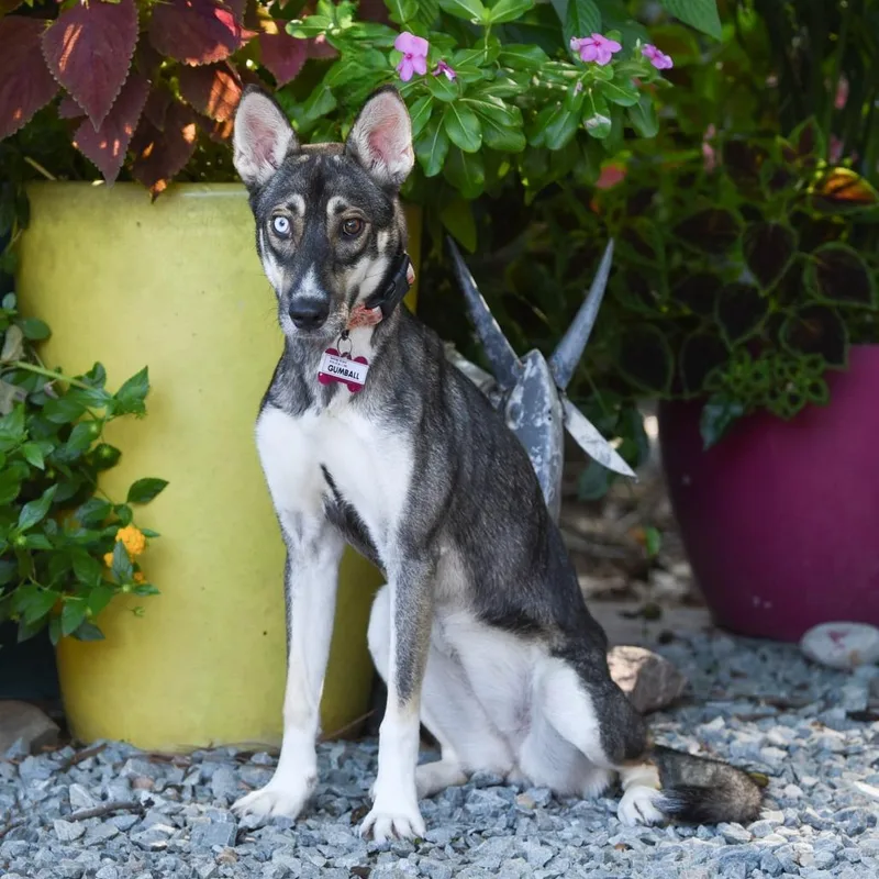A young medium-sized female Brown / Chocolate Husky dog named Gumball for adoption in Wake Forest, NC