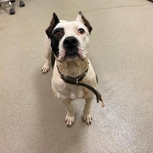 A baby medium-sized female White / Cream Pit Bull Terrier dog named Lulabelle for adoption in Lynchburg, VA