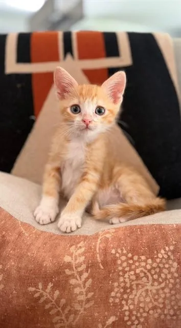 A baby small-sized male Domestic Short Hair cat named Pip for adoption in Tustin, CA