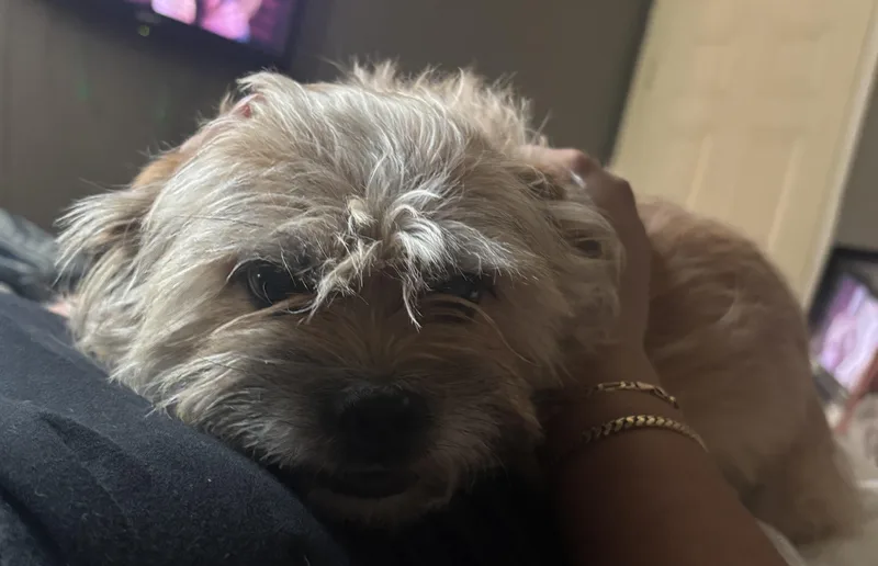 Maxx