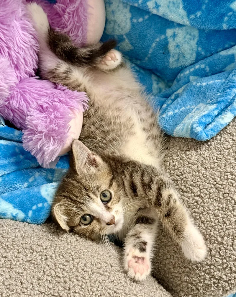 A baby small-sized male Tabby (Gray / Blue / Silver) Domestic Short Hair cat named Chance for adoption in Johnson City, TN