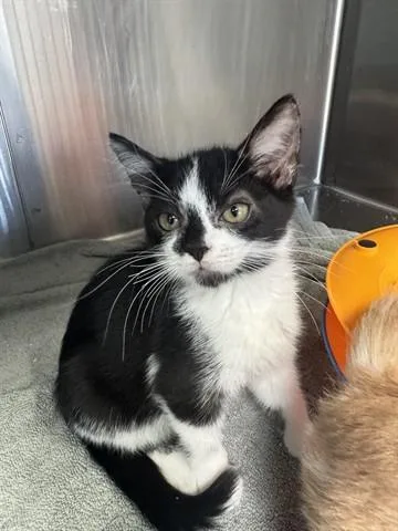 A baby small-sized female Domestic Short Hair cat named Neo for adoption in Santa Monica, CA