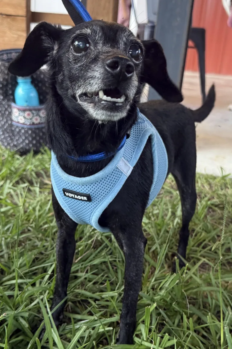 A senior small-sized male Black Chihuahua dog named Archer for adoption in Plant City, FL