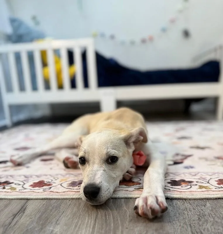 A baby medium-sized female Yellow / Tan / Blond / Fawn Labrador Retriever dog named Sugar White for adoption in Friendswood, TX