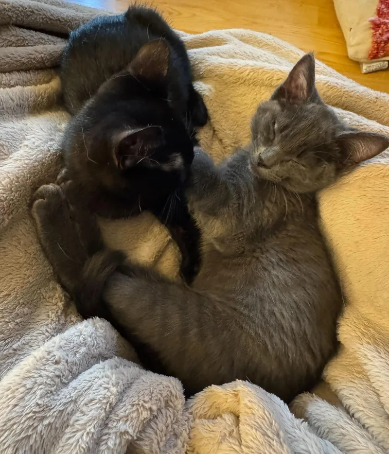 A baby medium-sized female Gray / Blue / Silver Domestic Short Hair cat named Dos And Tres for adoption in Seattle, WA
