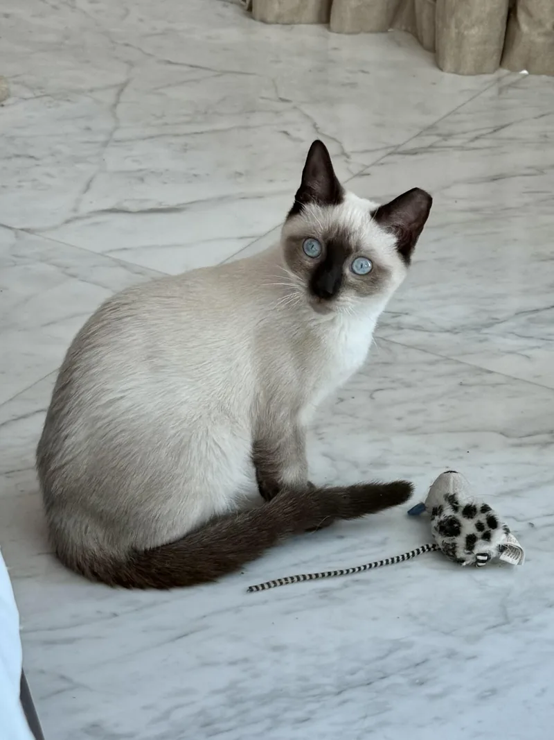 A baby medium-sized male Seal Point Siamese cat named Lobster for adoption in Homestead, FL