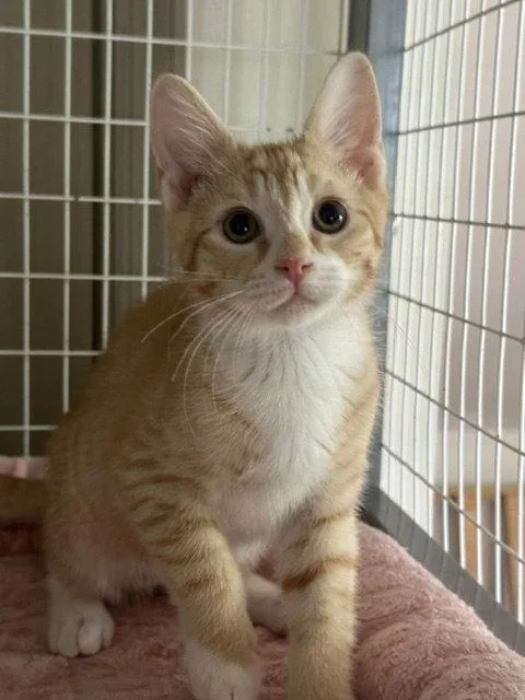 A young medium-sized male Orange & White Domestic Short Hair cat named Ben for adoption in Newtown Square, PA