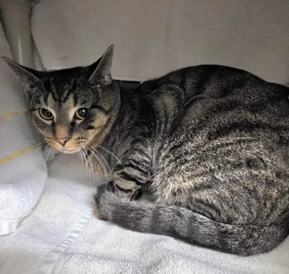 A young medium-sized male Domestic Short Hair cat named Roman for adoption in Derwood, MD