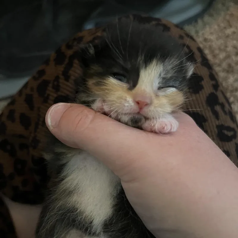 Nala