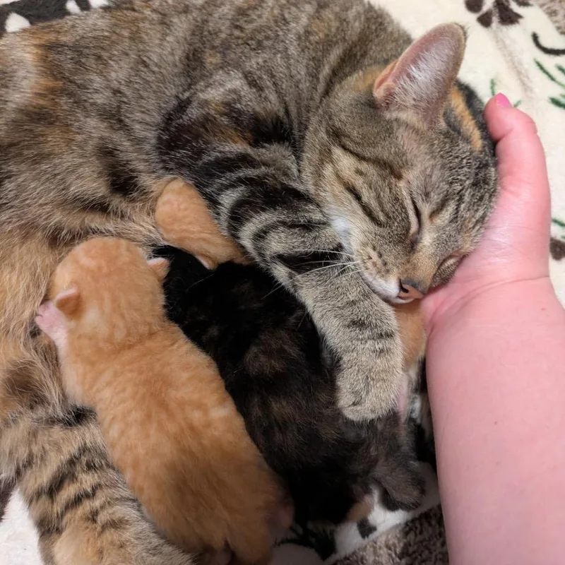 Nala thumbnail 3