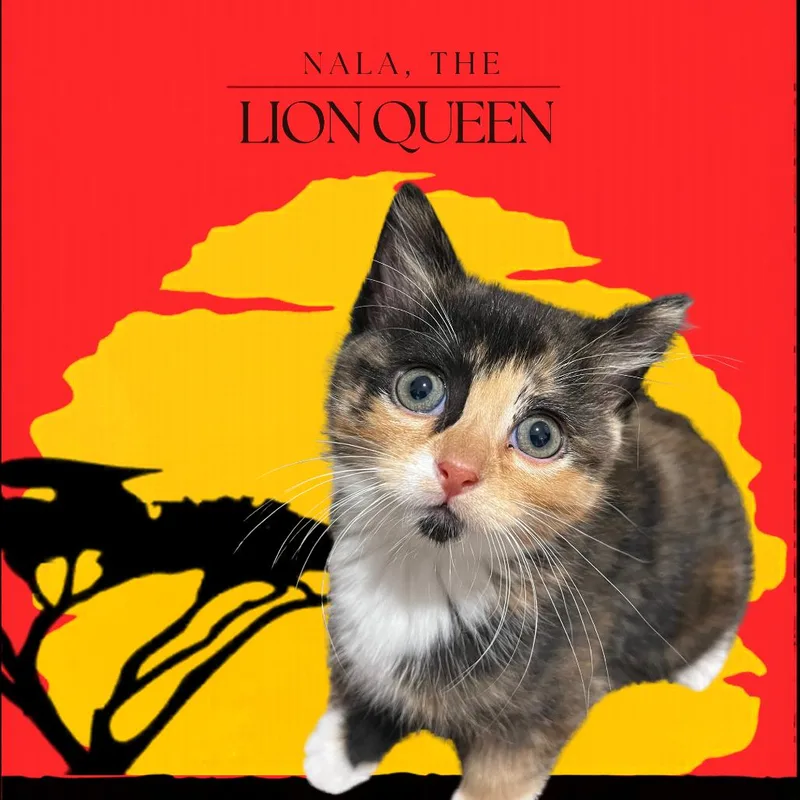 Nala thumbnail 5