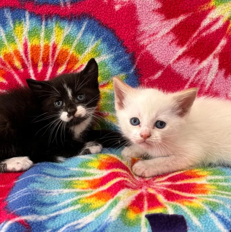 A baby small-sized male Domestic Short Hair cat named Riley for adoption in Warrenton, NC