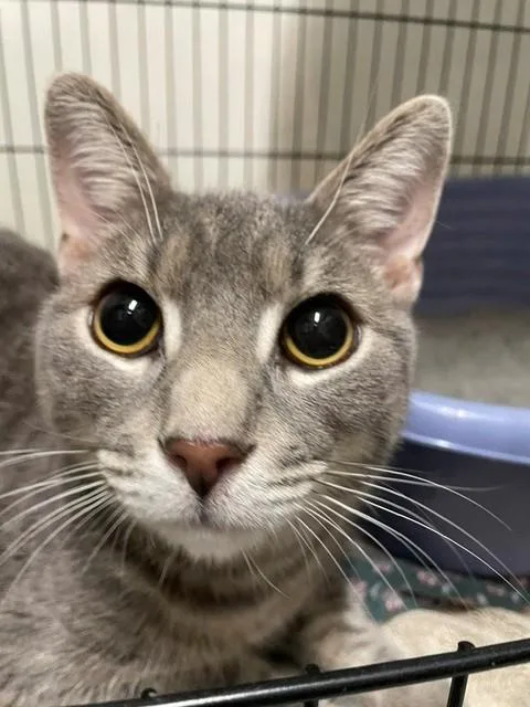 An adult medium-sized male Tabby (Gray / Blue / Silver) Domestic Short Hair cat named Billy for adoption in Hayward, WI