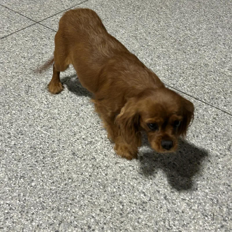 An adult small-sized female Cavalier King Charles Spaniel dog named Tara. Ruby for adoption in Antwerp, OH