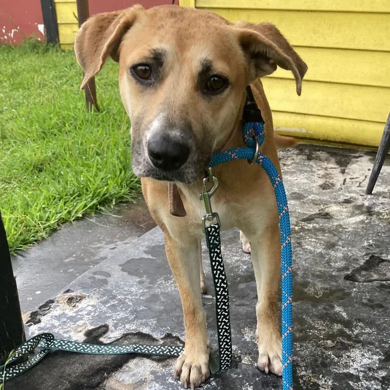 A young medium-sized female Brown / Chocolate Beagle dog named Antoinette for adoption in Beaumont, TX