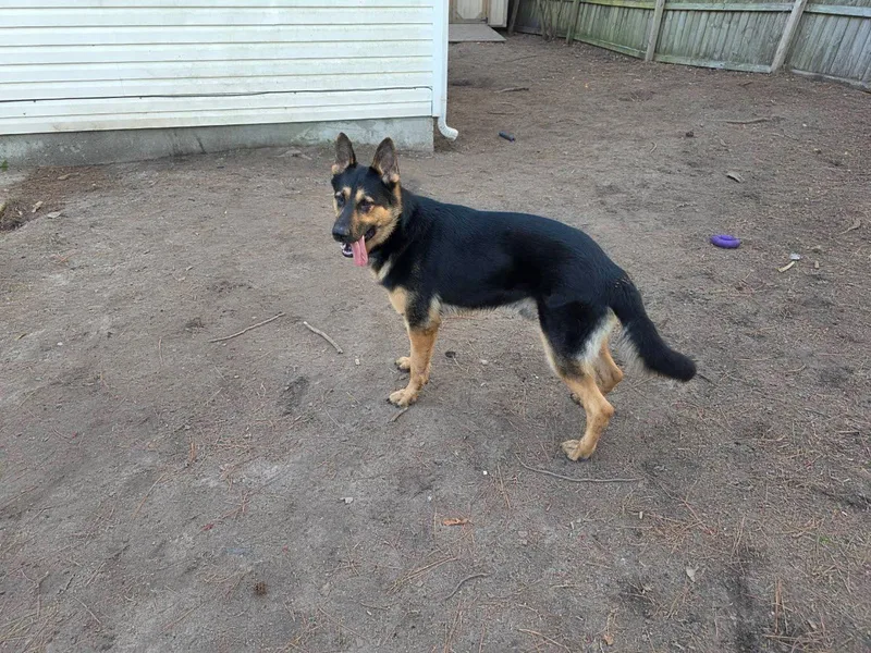 An adult large-sized male Bicolor German Shepherd Dog dog named Koa for adoption in Roswell, GA