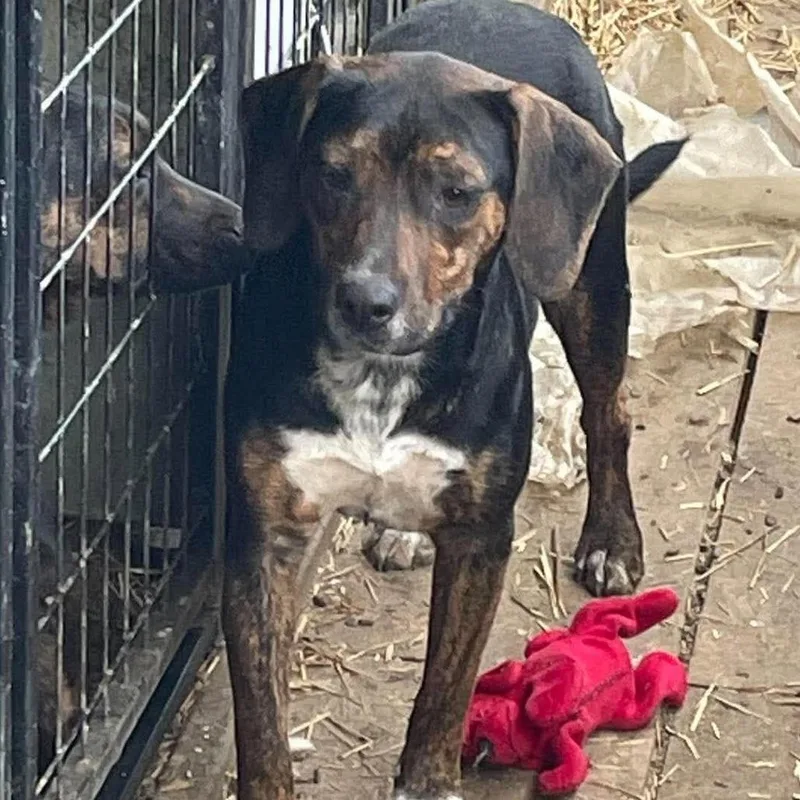 A young medium-sized female Beagle dog named KitKat for adoption in Frederick, MD