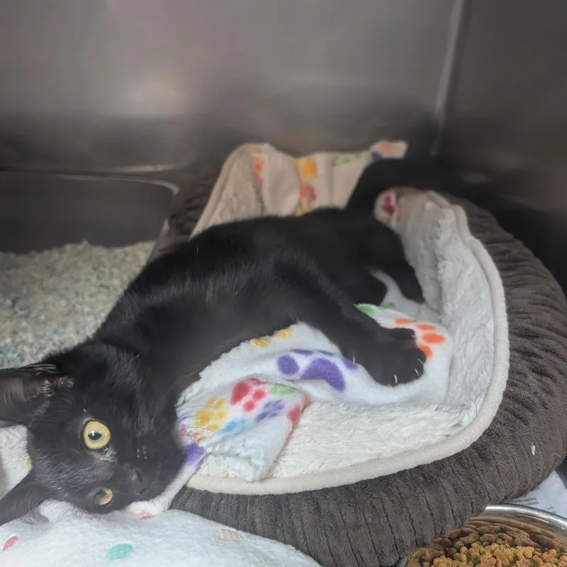 A baby small-sized female Black Domestic Short Hair cat named Giselle for adoption in Newport, NC